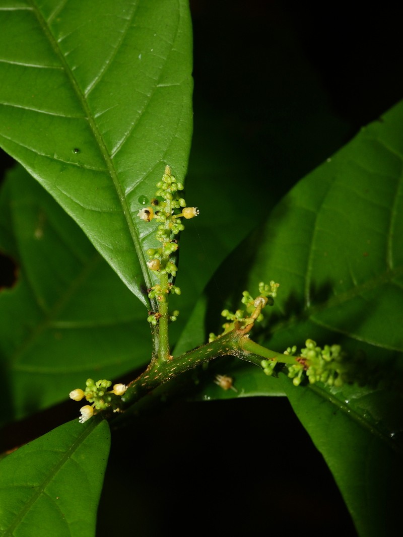 Allophylus leucoclados photo 3