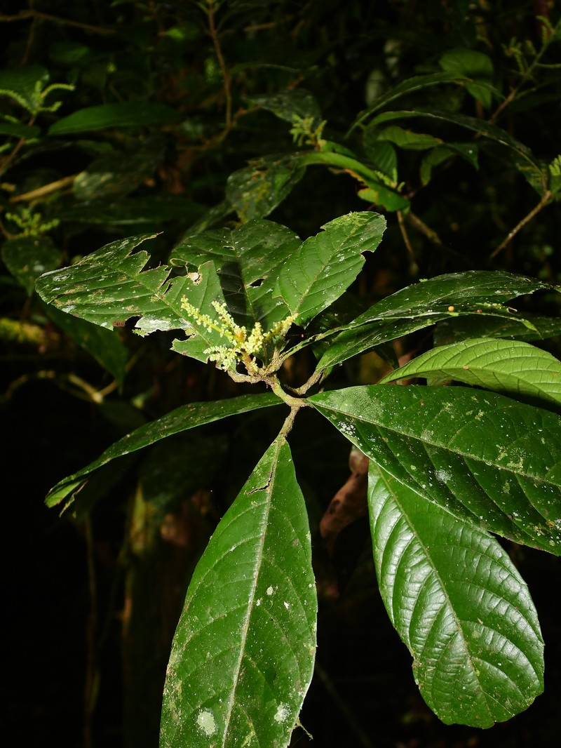 Allophylus leucoclados photo 5