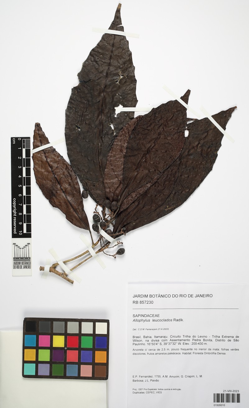 Allophylus leucoclados photo 8