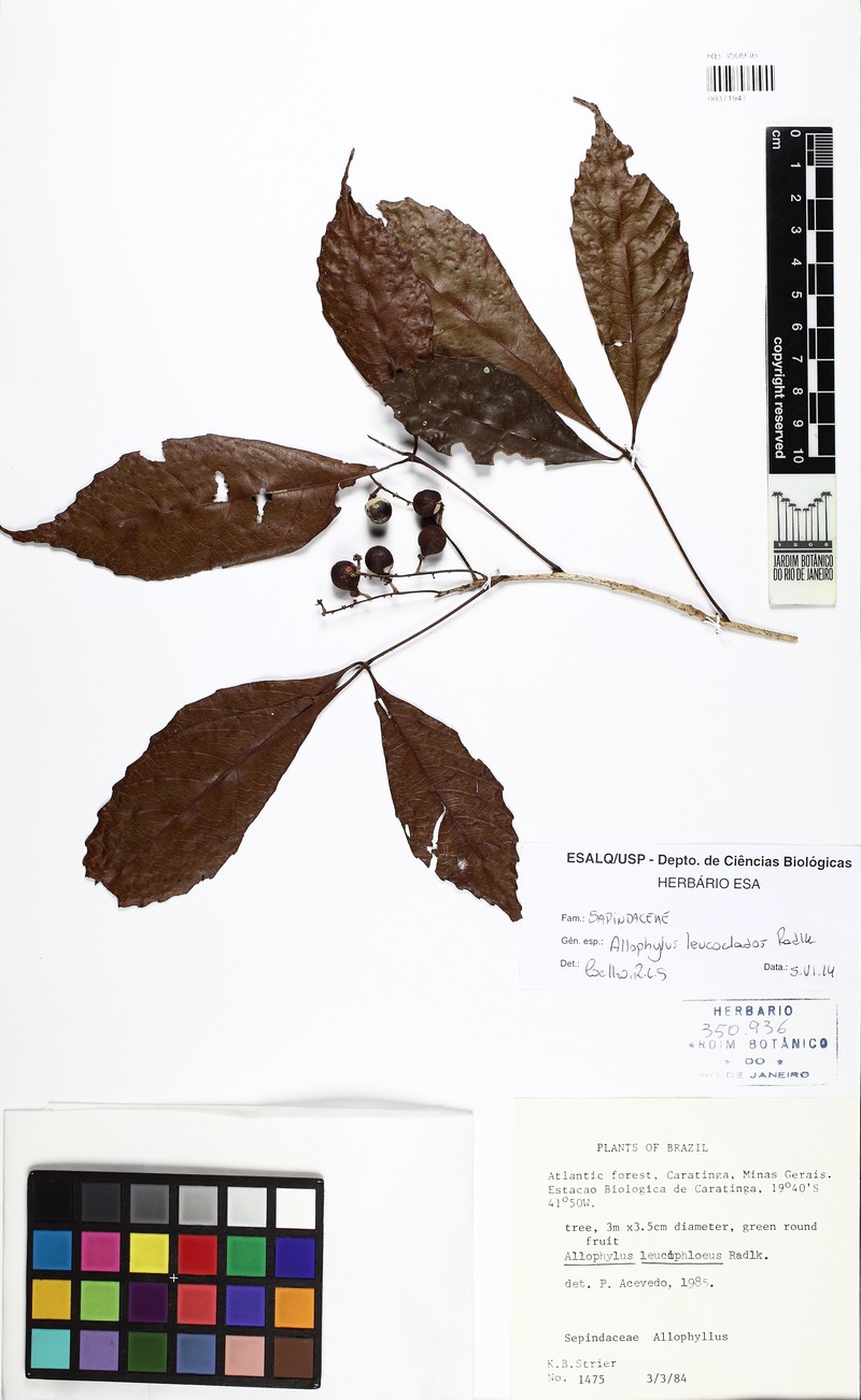 Allophylus leucophloeus photo 2