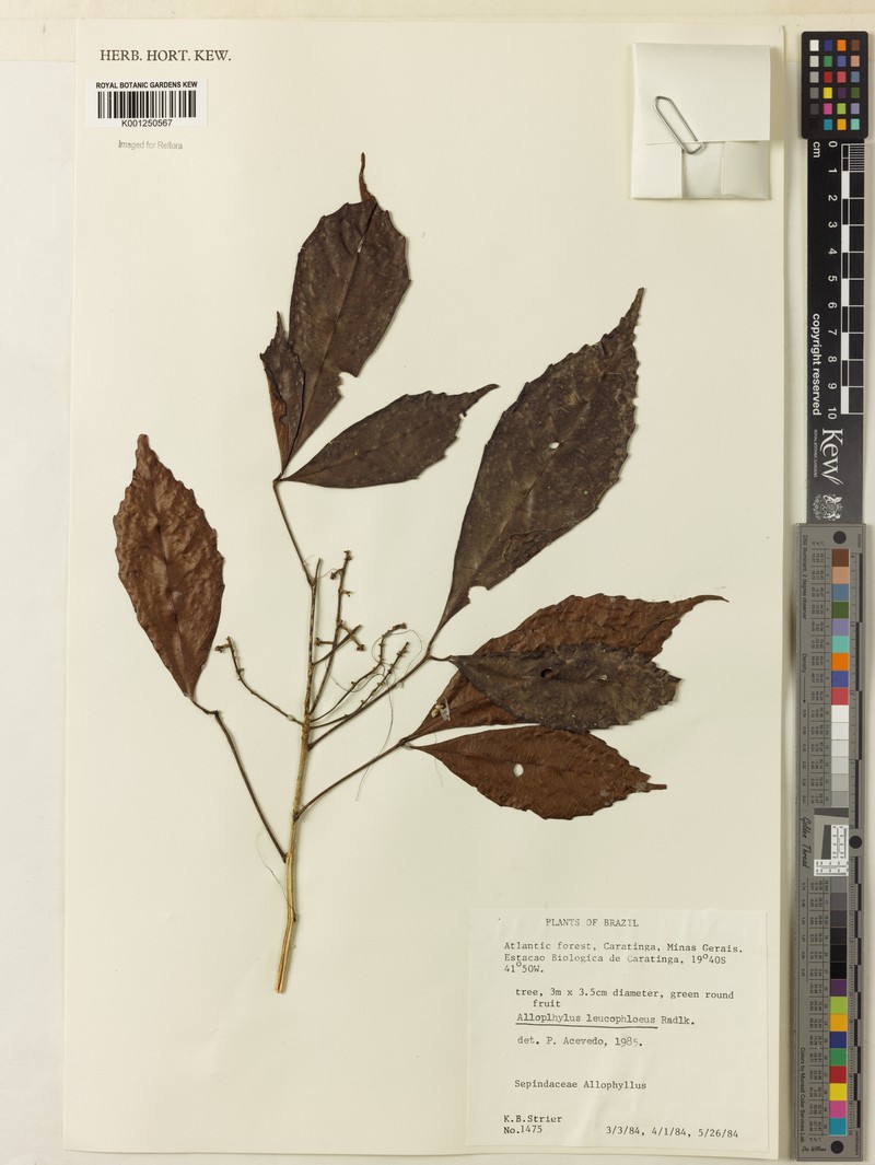 Allophylus leucophloeus photo 3