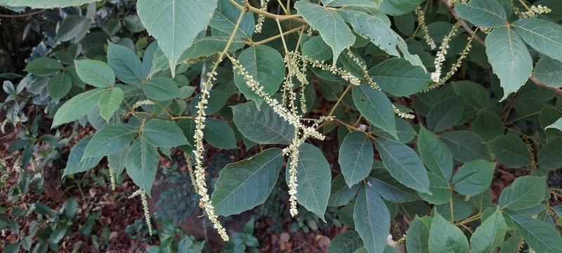 Allophylus livescens