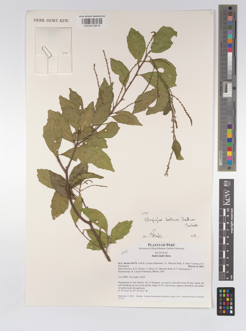 Allophylus loretensis photo 2