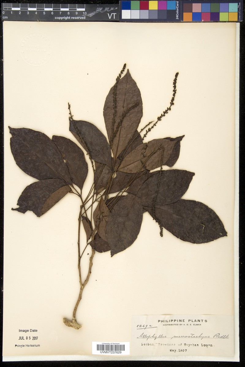 Allophylus macrostachys