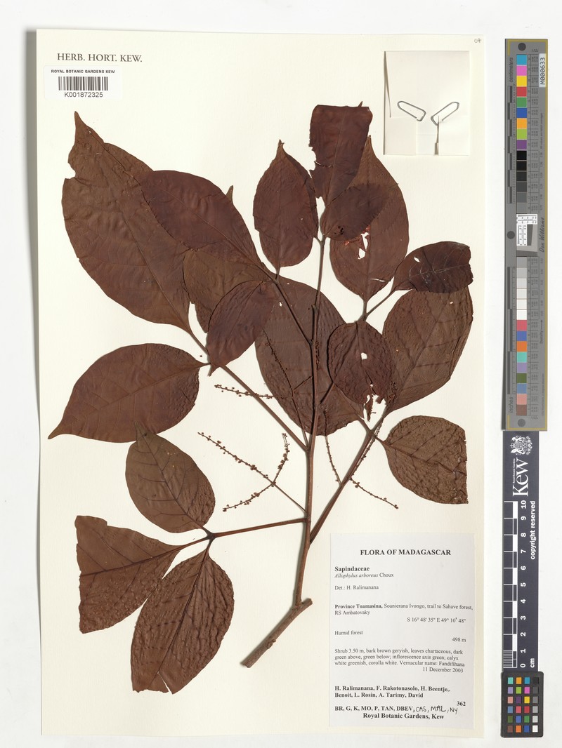 Allophylus mananarensis