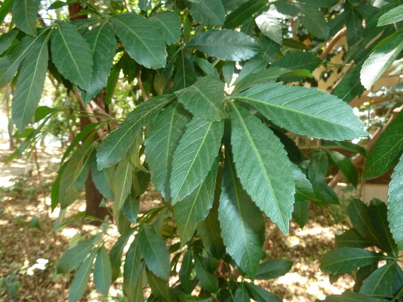 Allophylus natalensis