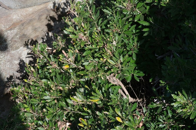 Allophylus natalensis photo 7