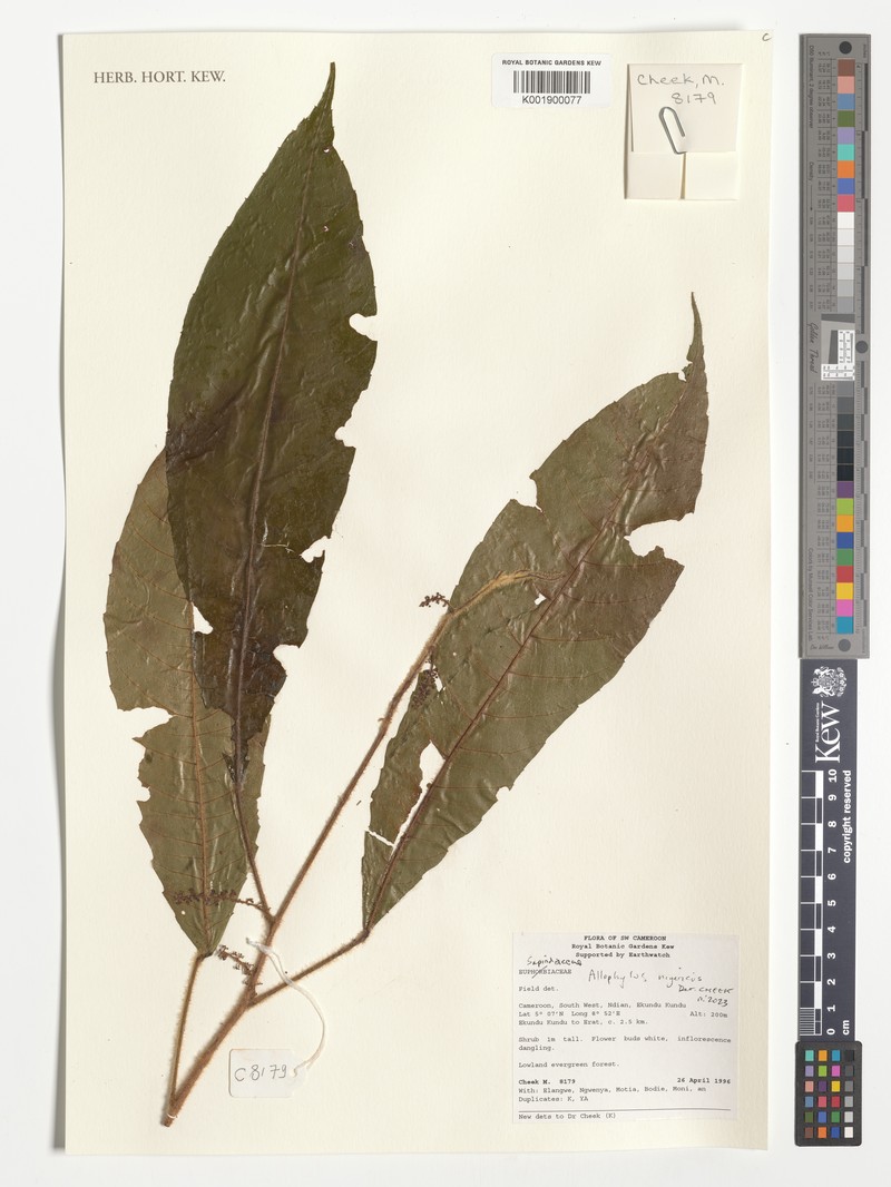 Allophylus nigericus