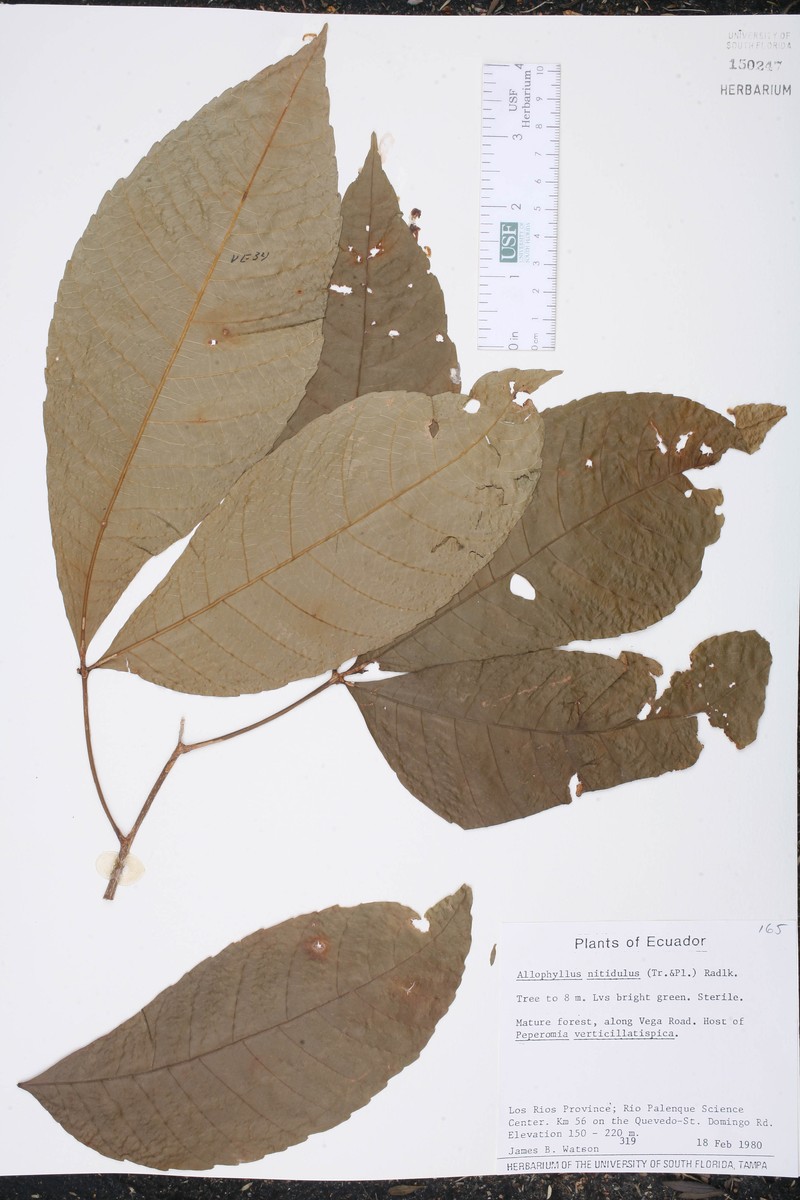 Allophylus nitidulus photo 3