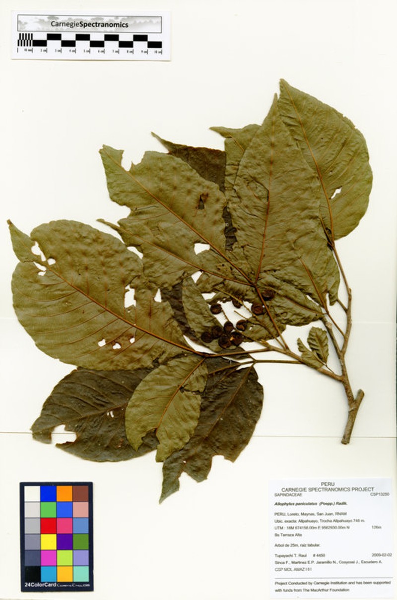 Allophylus paniculatus