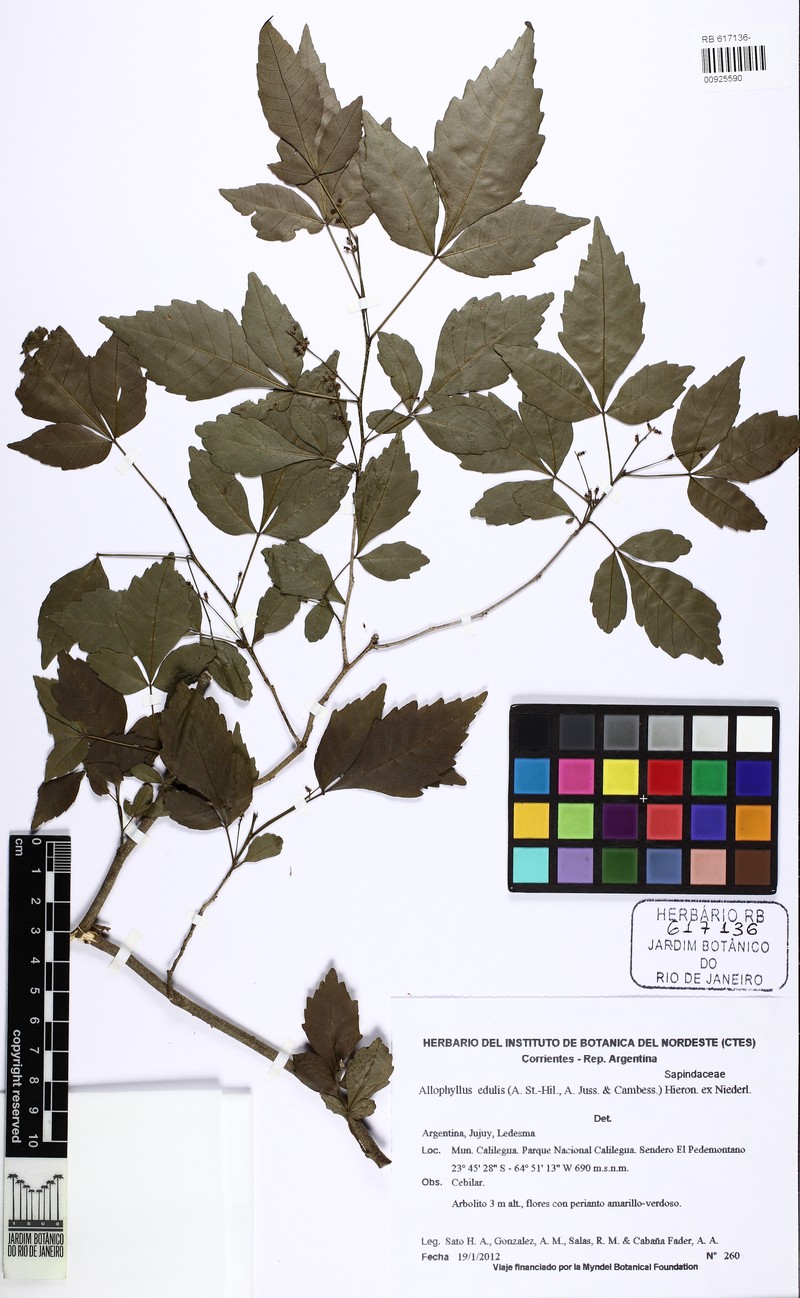 Allophylus pauciflorus
