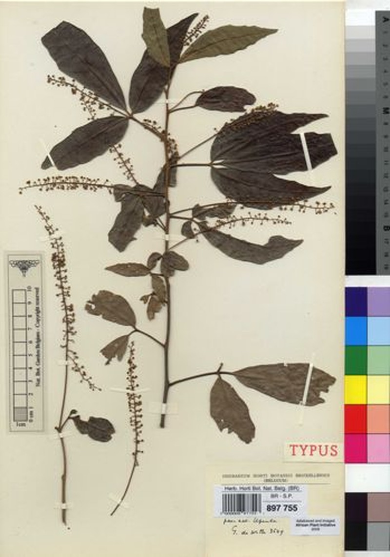 Allophylus persicifolius photo 2