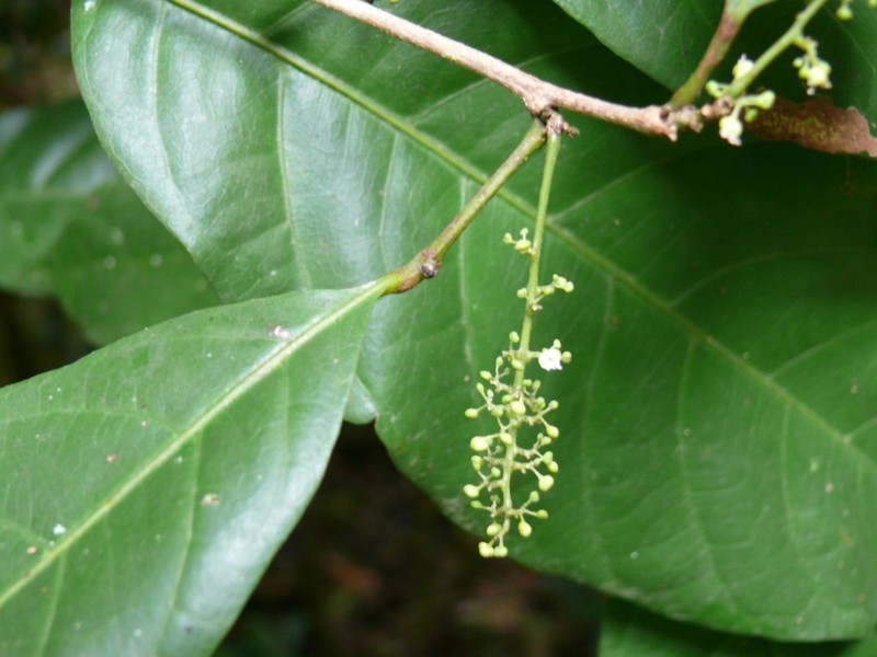 Allophylus pervillei photo 2