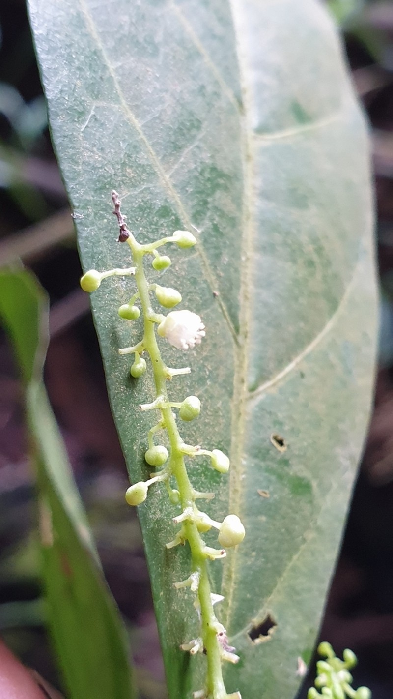 Allophylus pervillei photo 3