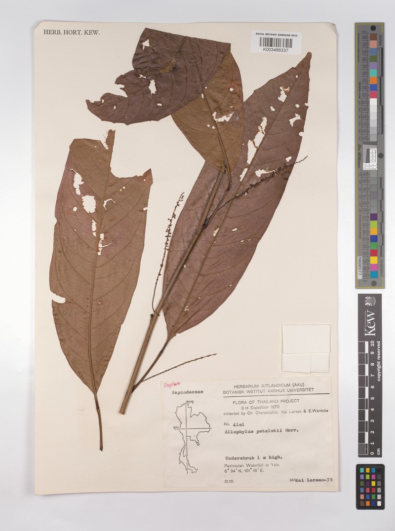 Allophylus petelotii