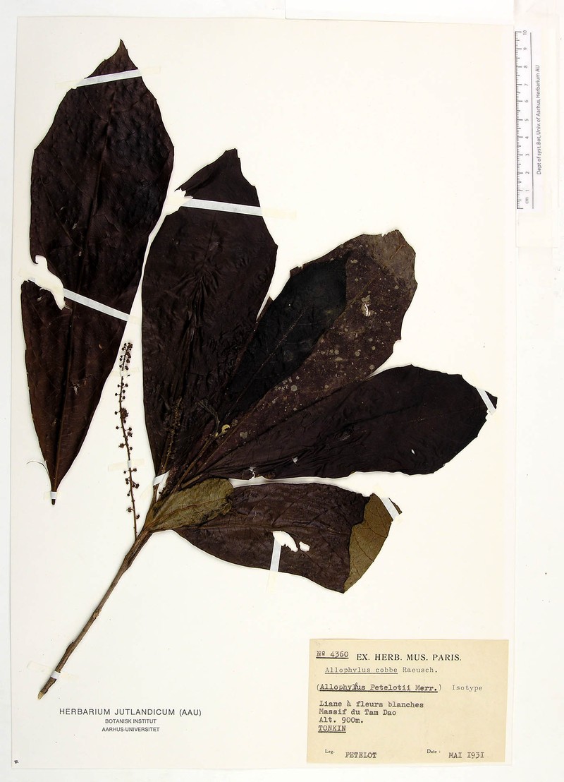 Allophylus petelotii photo 2