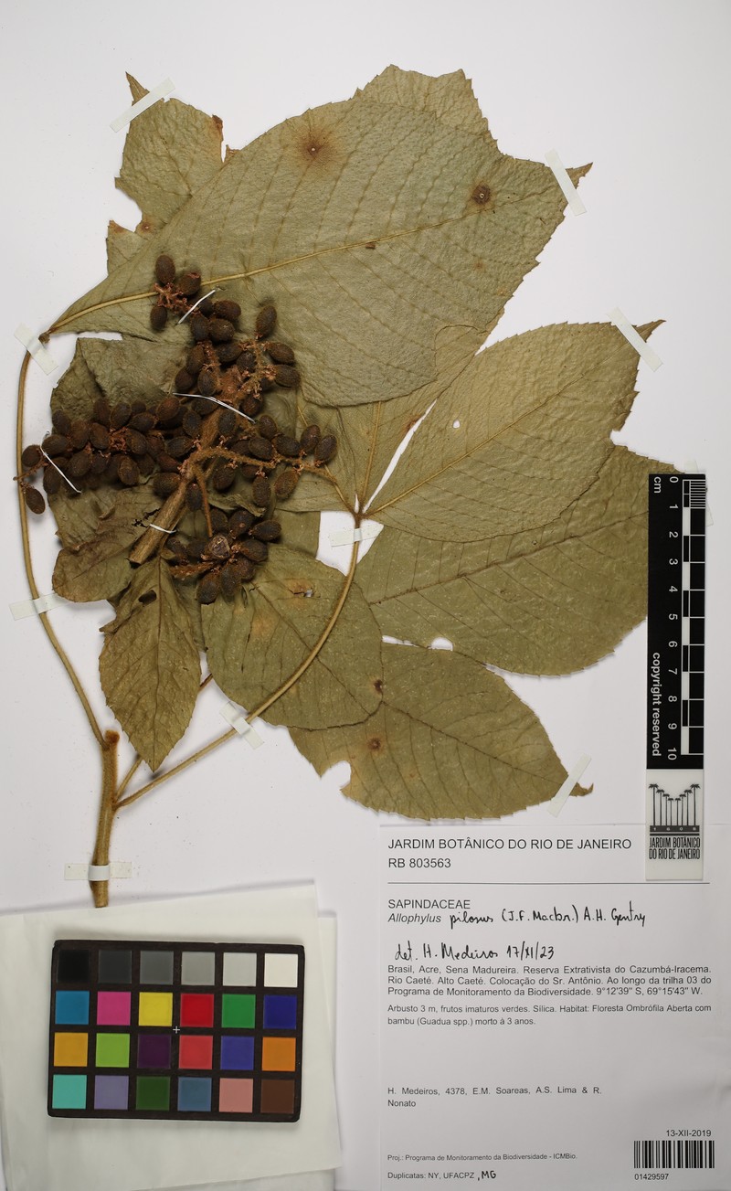 Allophylus pilosus