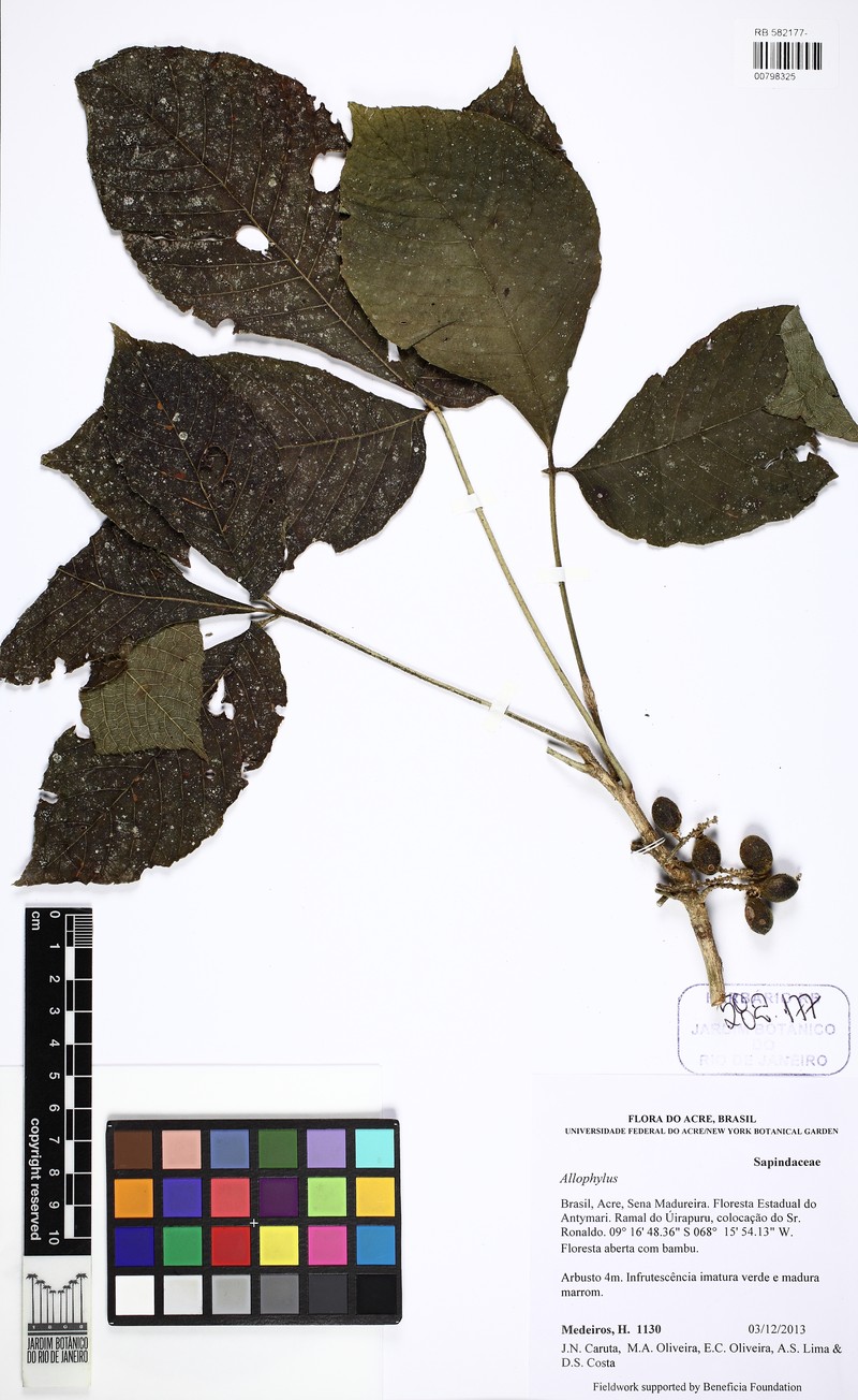 Allophylus pilosus photo 2