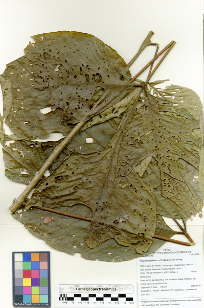 Allophylus pilosus photo 3