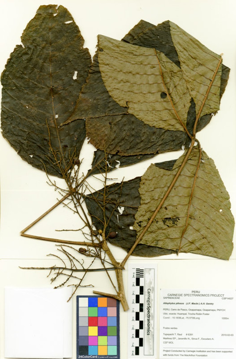 Allophylus pilosus photo 4