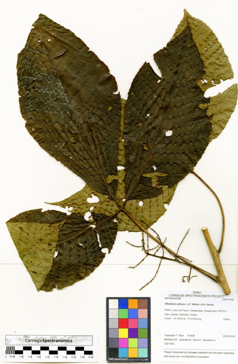 Allophylus pilosus photo 5