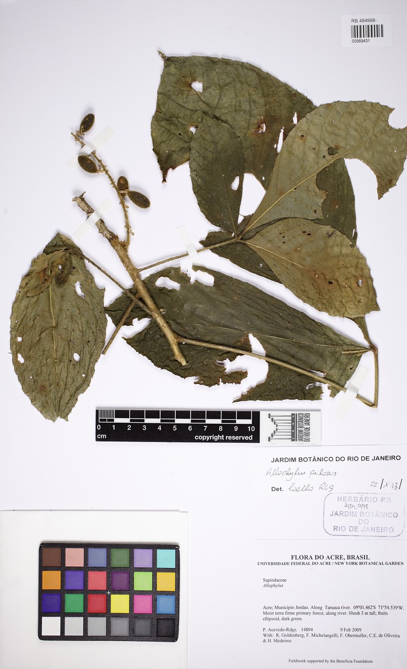 Allophylus pilosus photo 6