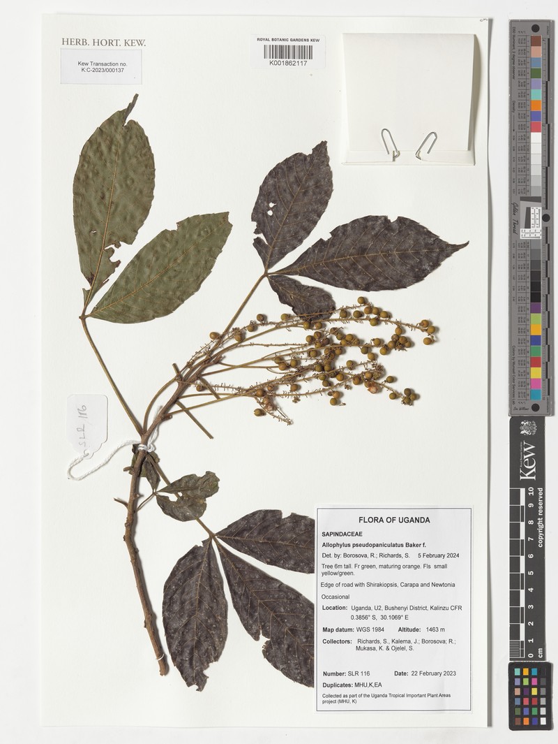 Allophylus pseudopaniculatus