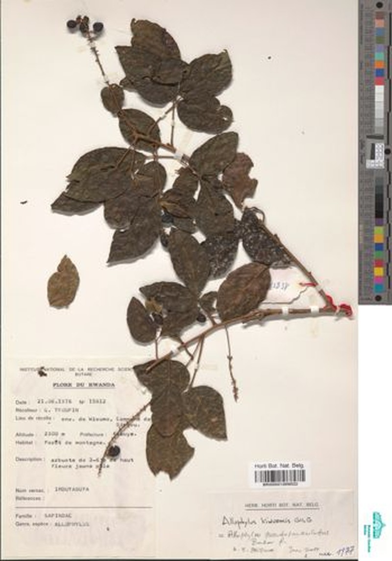 Allophylus pseudopaniculatus photo 4