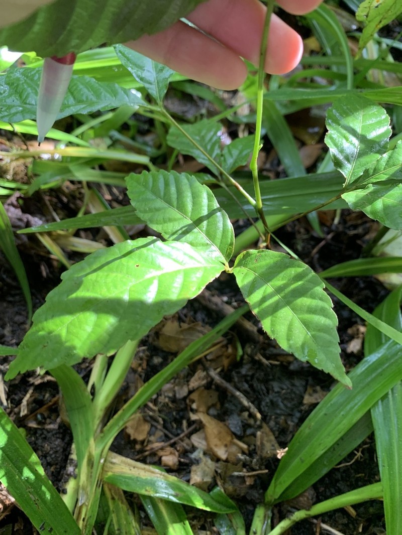 Allophylus psilospermus photo 2