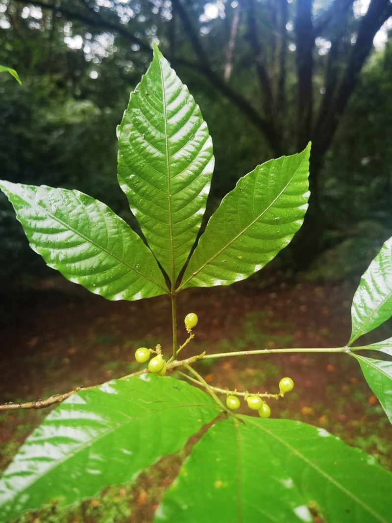 Allophylus psilospermus photo 8