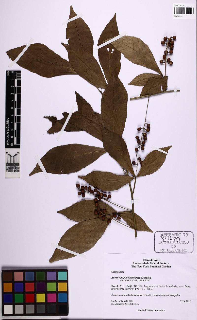Allophylus punctatus photo 4