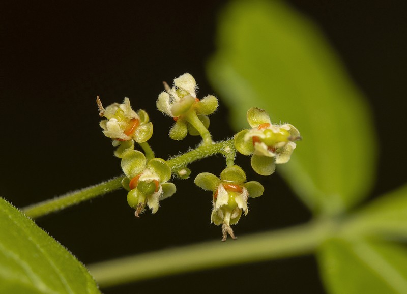 Allophylus quercifolius