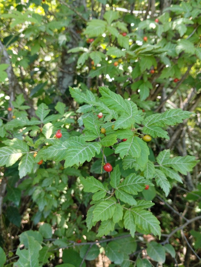 Allophylus quercifolius photo 3