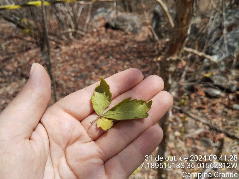 Allophylus quercifolius photo 4