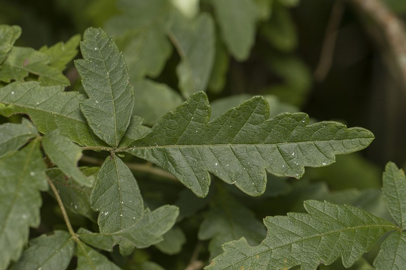 Allophylus quercifolius photo 5