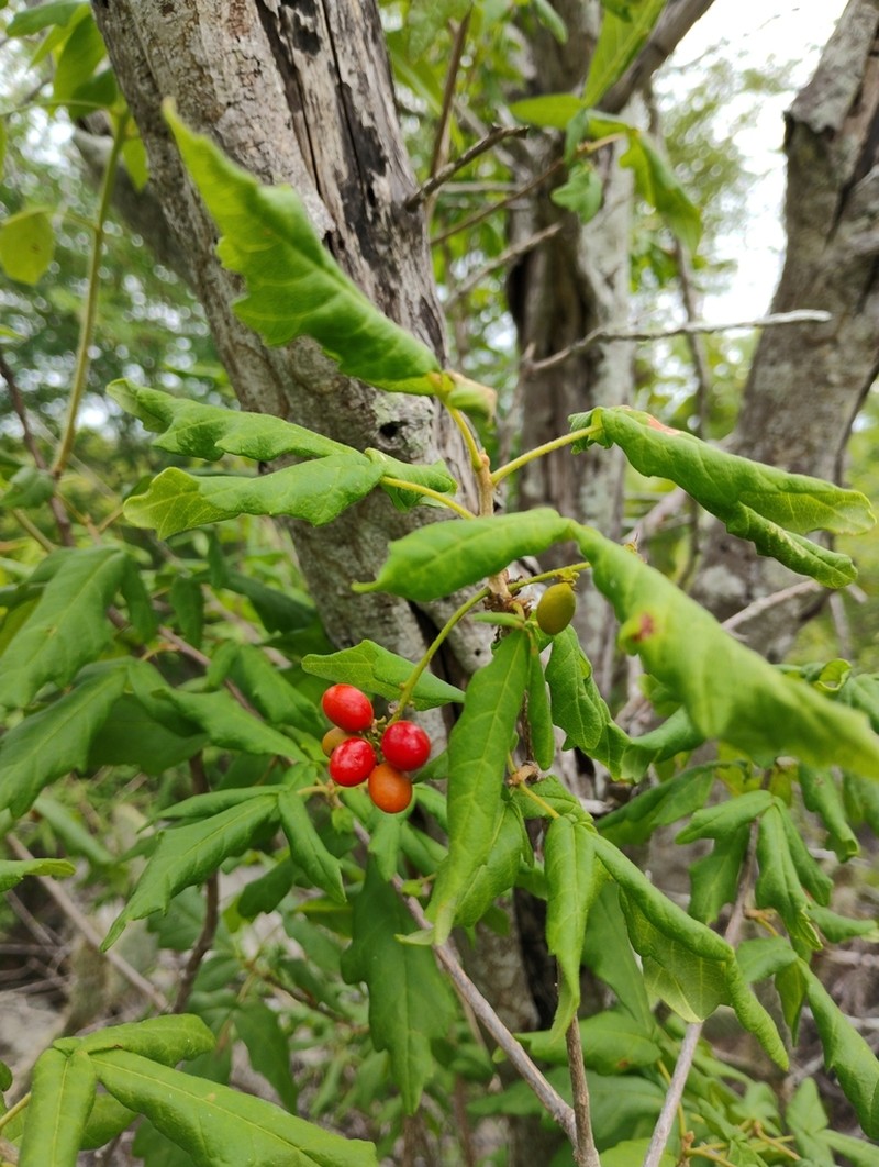 Allophylus quercifolius photo 6