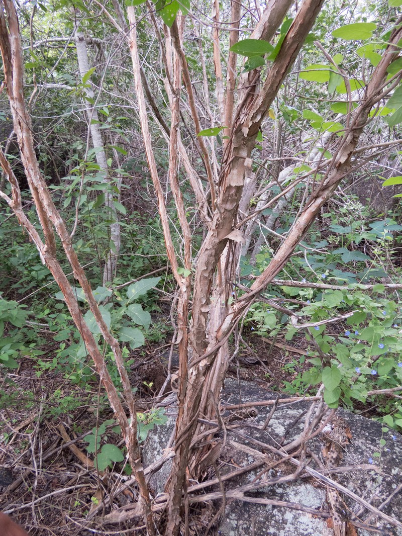 Allophylus quercifolius photo 7
