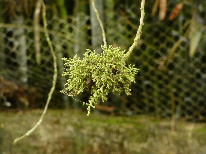 Palo De Caja
