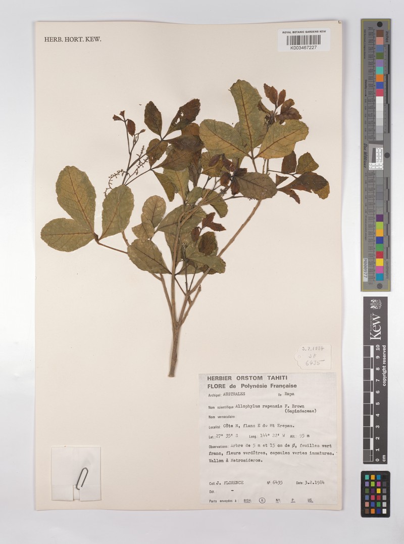 Allophylus rapensis