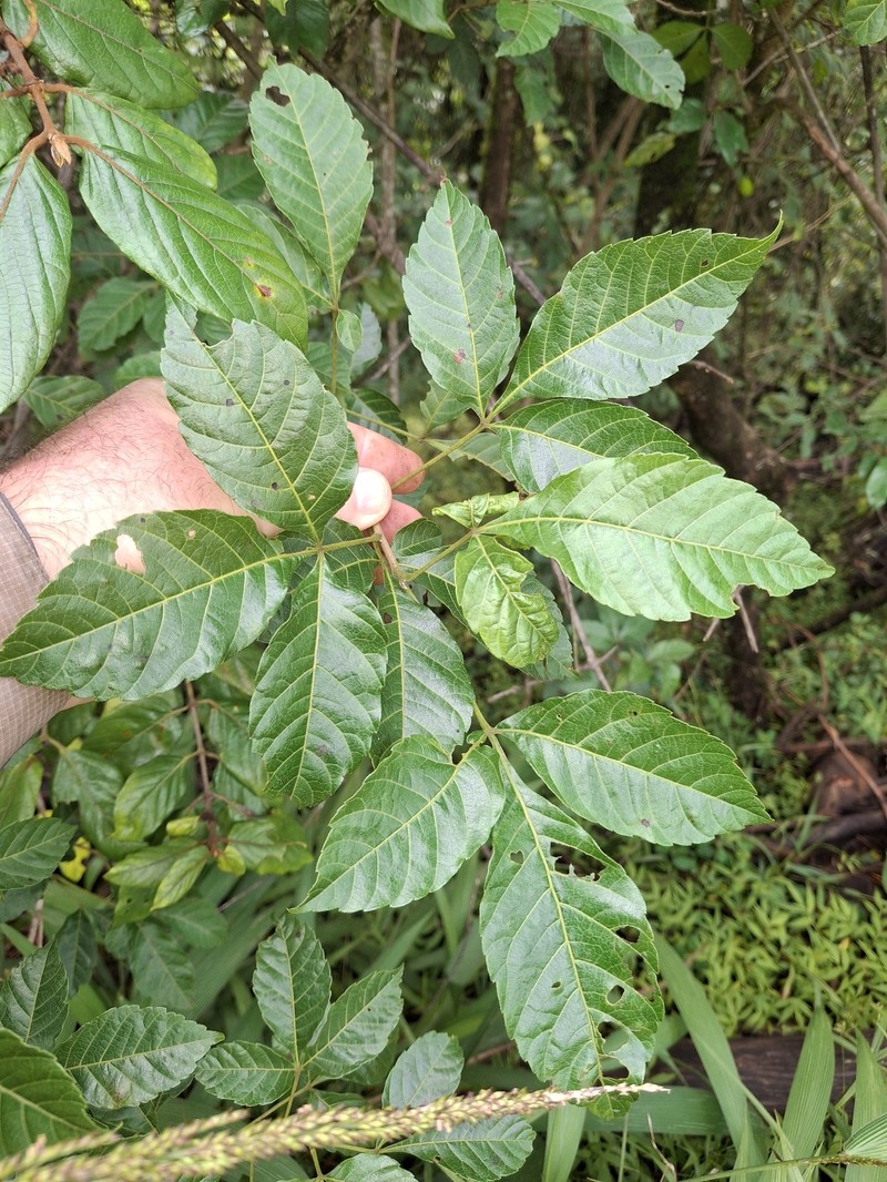 Allophylus rhodesicus photo 2