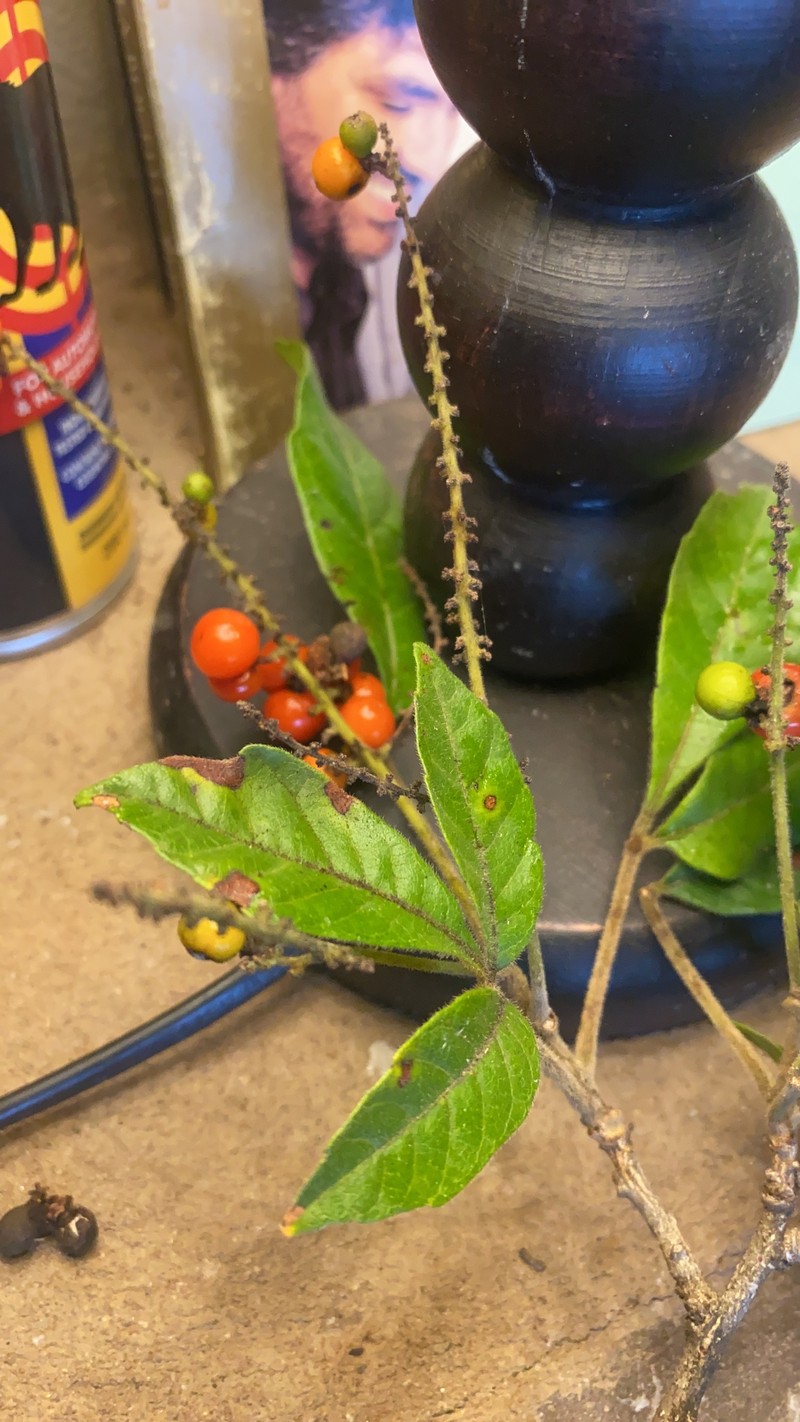 Allophylus rhodesicus photo 3