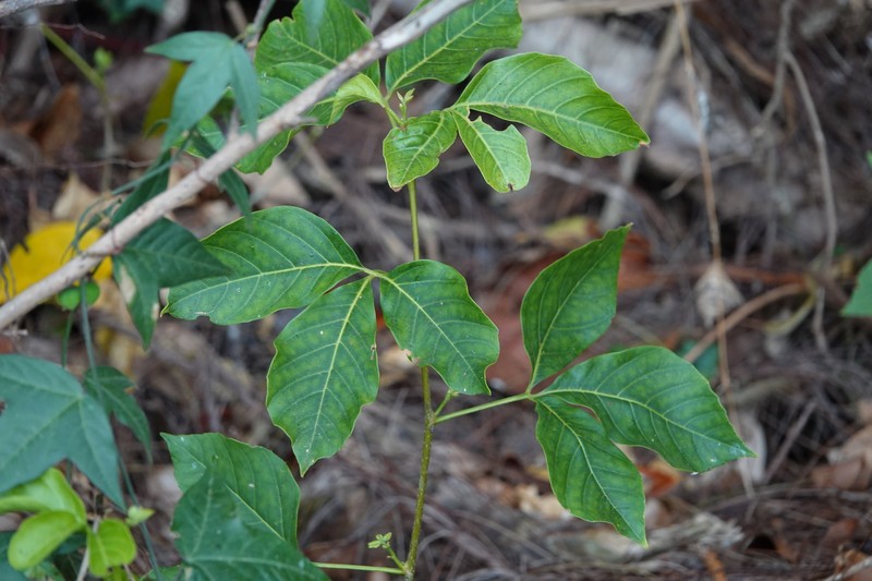 Allophylus rhomboidalis photo 2