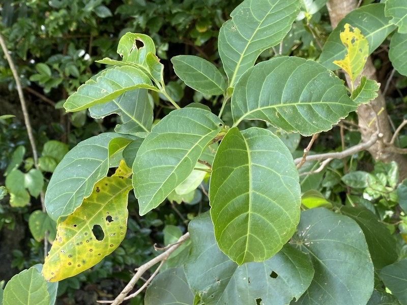 Allophylus rhomboidalis photo 3