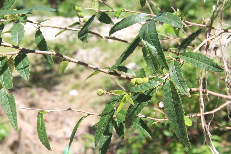 Allophylus rigidus
