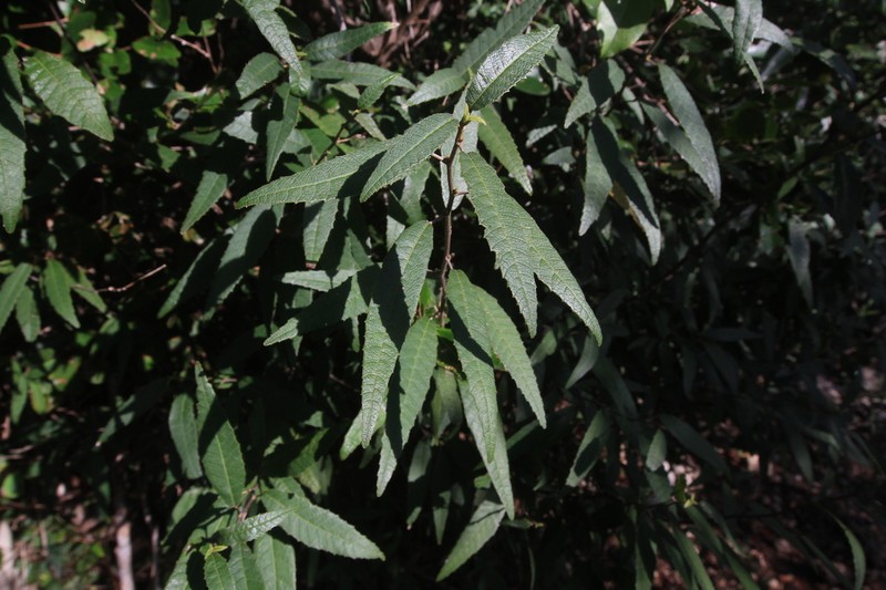 Allophylus rigidus photo 2