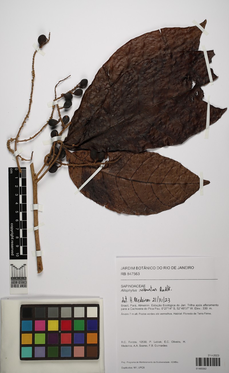 Allophylus robustus