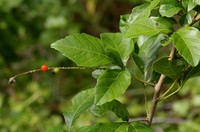 Allophylus rubifolius