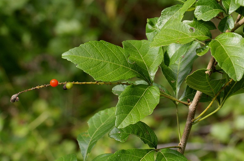Allophylus rubifolius