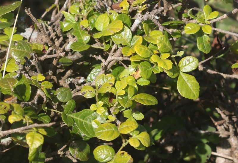 Allophylus rubifolius photo 2