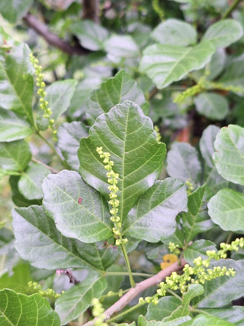 Allophylus rubifolius photo 3